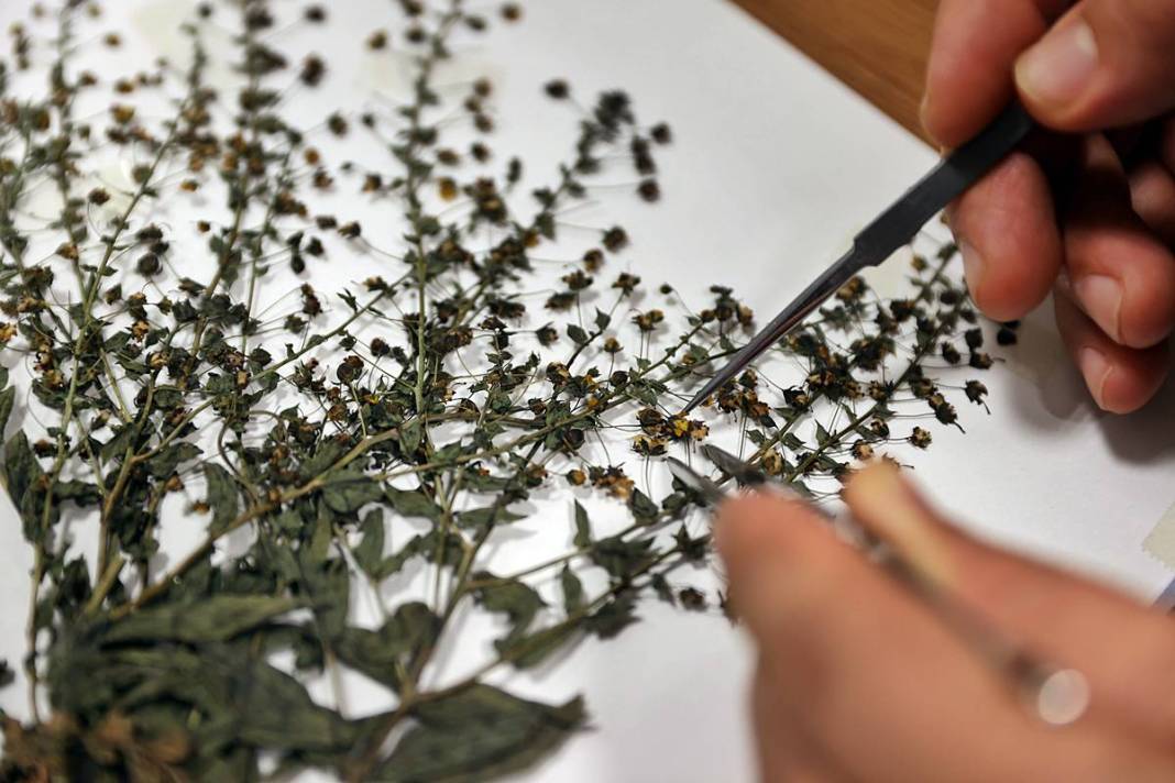 Dünyada sadece o kentimizde yetişiyor! Herbaryumda 400 bitki koruma altına alındı 10